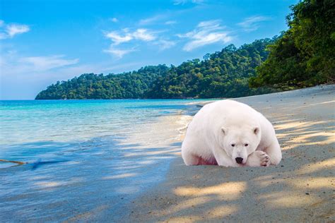 image d'ours polaire sur une image de plage.|More.